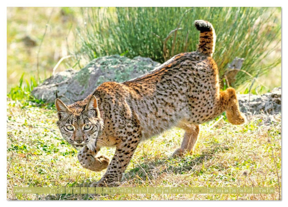Raubkatzen: Geschmeidige Jäger (CALVENDO Wandkalender 2026)