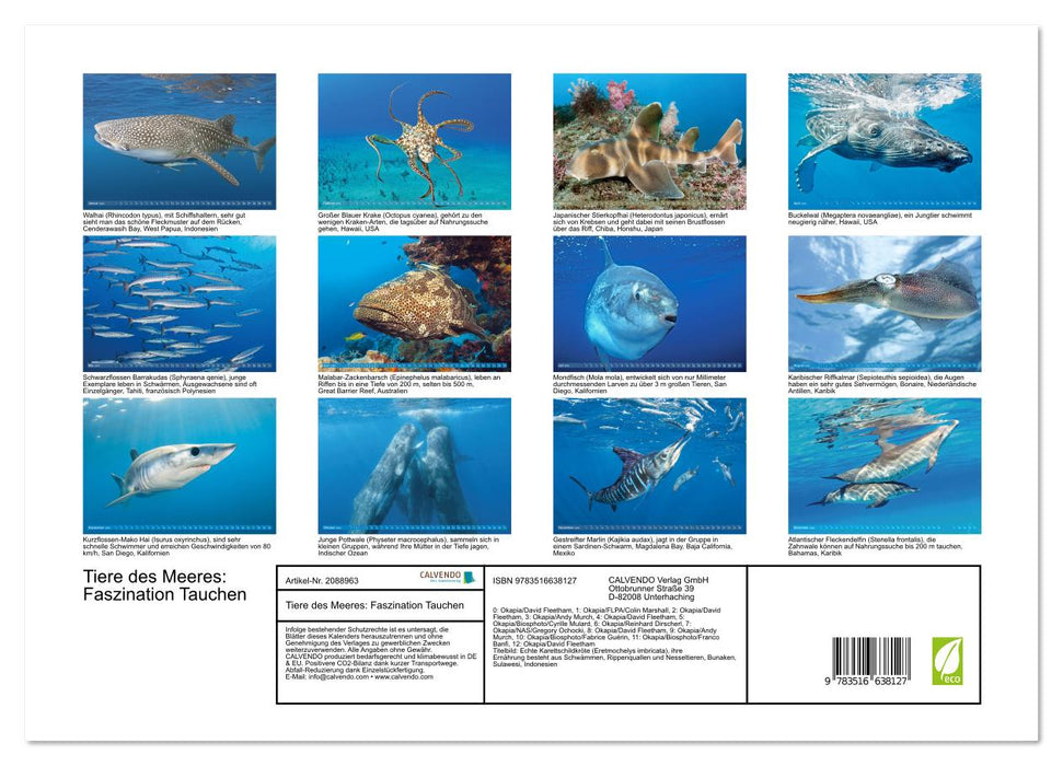 Tiere des Meeres: Faszination Tauchen (CALVENDO Premium Wandkalender 2026)