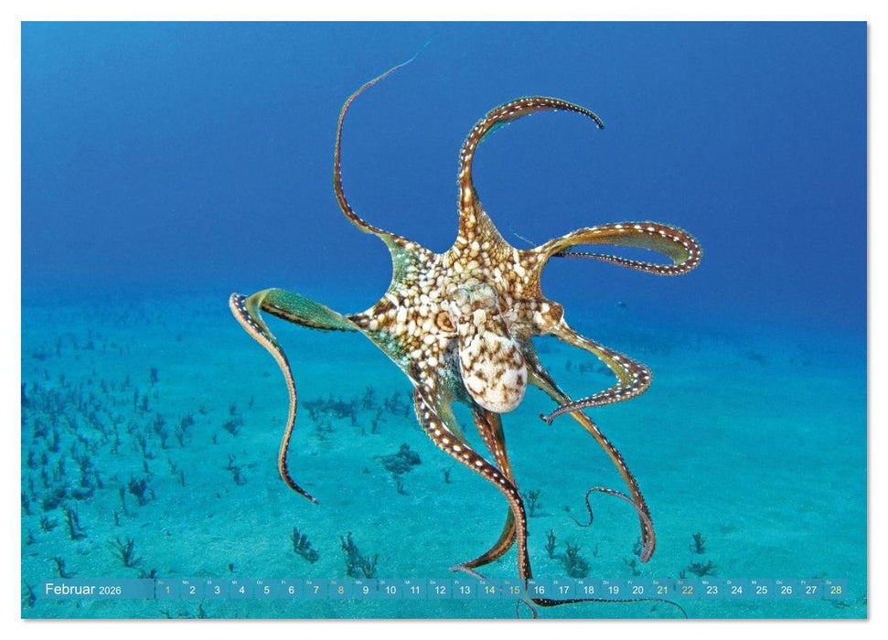 Tiere des Meeres: Faszination Tauchen (CALVENDO Premium Wandkalender 2026)