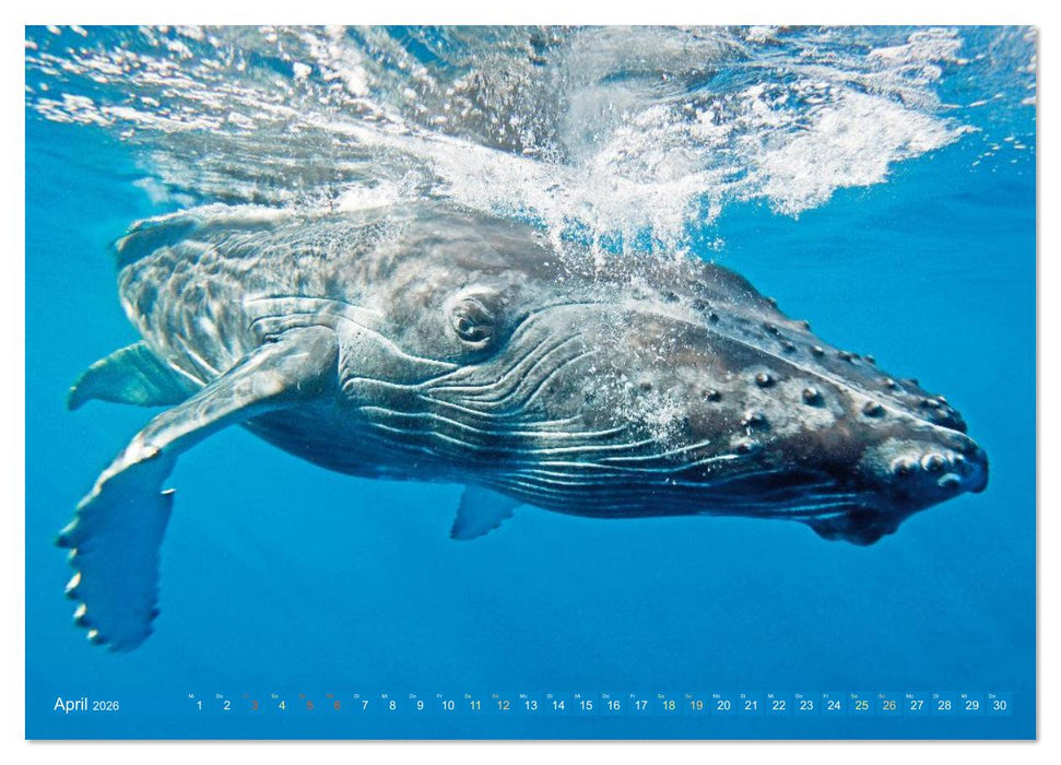 Tiere des Meeres: Faszination Tauchen (CALVENDO Premium Wandkalender 2026)