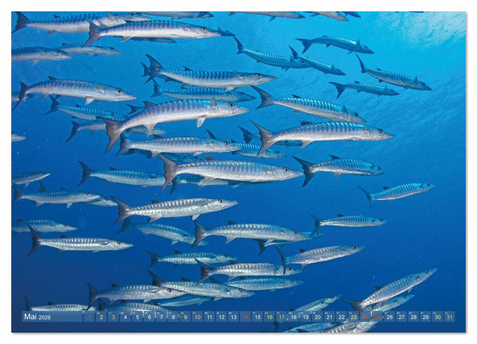 Tiere des Meeres: Faszination Tauchen (CALVENDO Premium Wandkalender 2026)