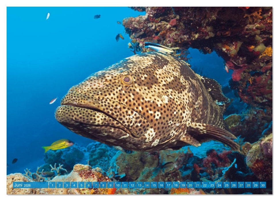 Tiere des Meeres: Faszination Tauchen (CALVENDO Premium Wandkalender 2026)