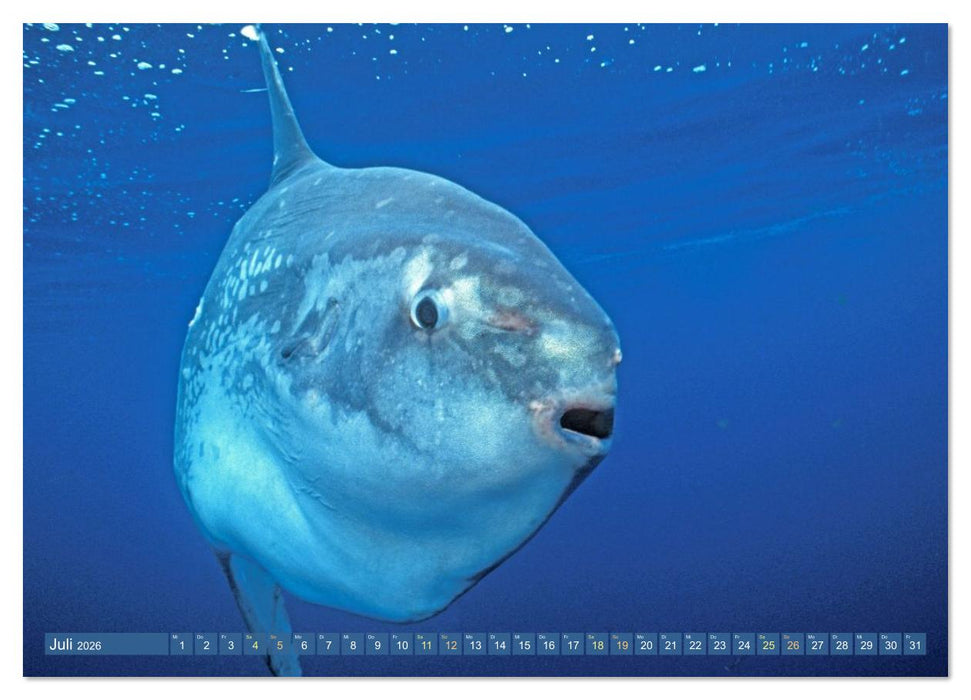 Tiere des Meeres: Faszination Tauchen (CALVENDO Premium Wandkalender 2026)