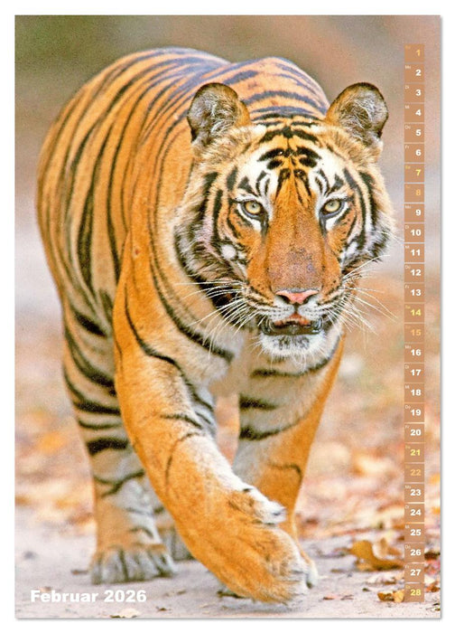 Raubkatzen: Die Jäger auf leisen Pfoten (CALVENDO Premium Wandkalender 2026)