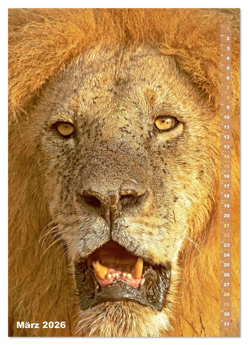 Raubkatzen: Die Jäger auf leisen Pfoten (CALVENDO Premium Wandkalender 2026)