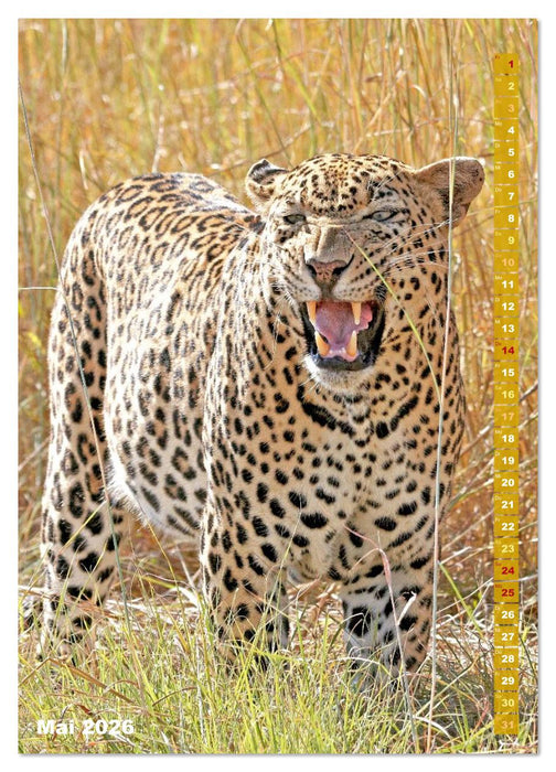 Raubkatzen: Die Jäger auf leisen Pfoten (CALVENDO Premium Wandkalender 2026)