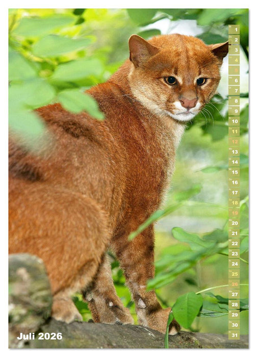 Raubkatzen: Die Jäger auf leisen Pfoten (CALVENDO Premium Wandkalender 2026)