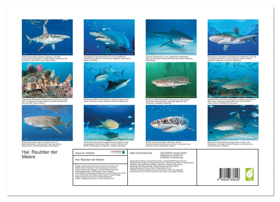 Hai: Raubtier der Meere (CALVENDO Premium Wandkalender 2026)