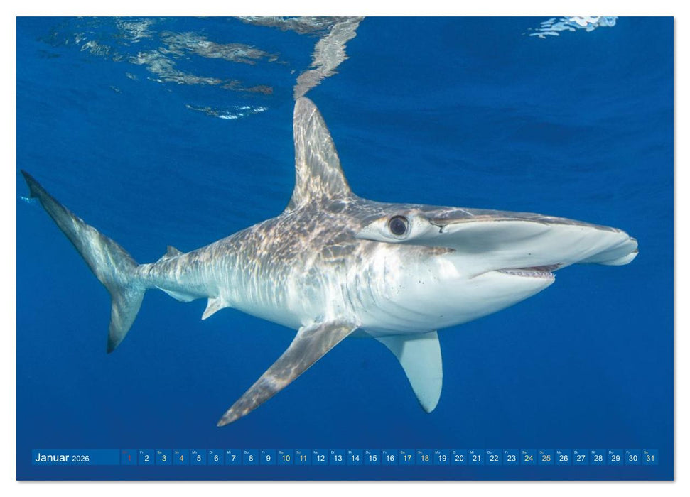Hai: Raubtier der Meere (CALVENDO Premium Wandkalender 2026)