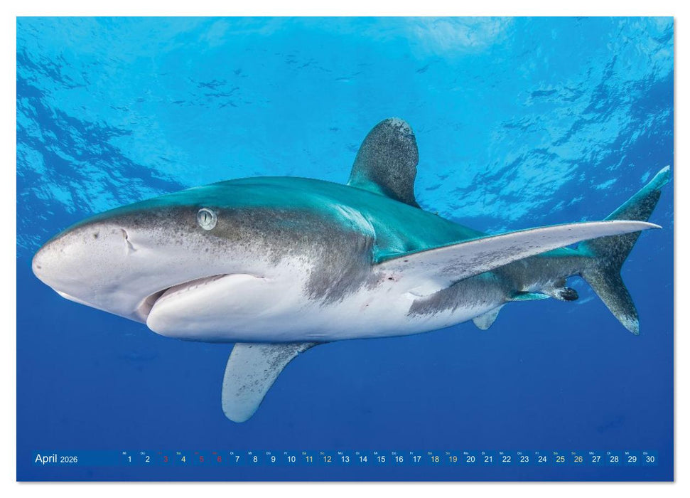 Hai: Raubtier der Meere (CALVENDO Premium Wandkalender 2026)