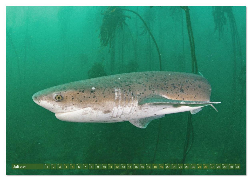 Hai: Raubtier der Meere (CALVENDO Premium Wandkalender 2026)