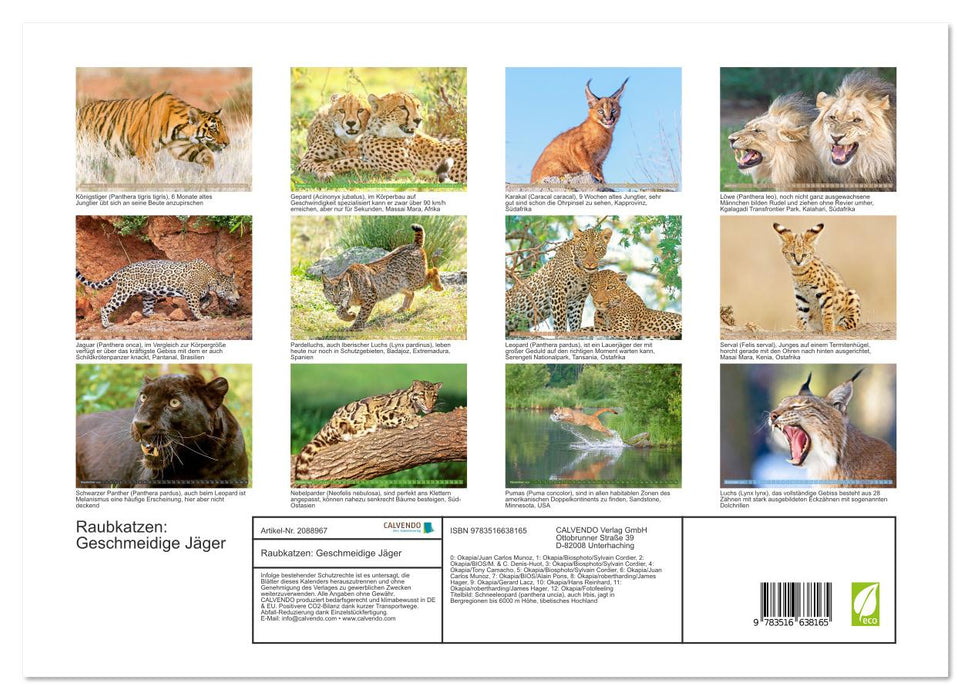 Raubkatzen: Geschmeidige Jäger (CALVENDO Premium Wandkalender 2026)