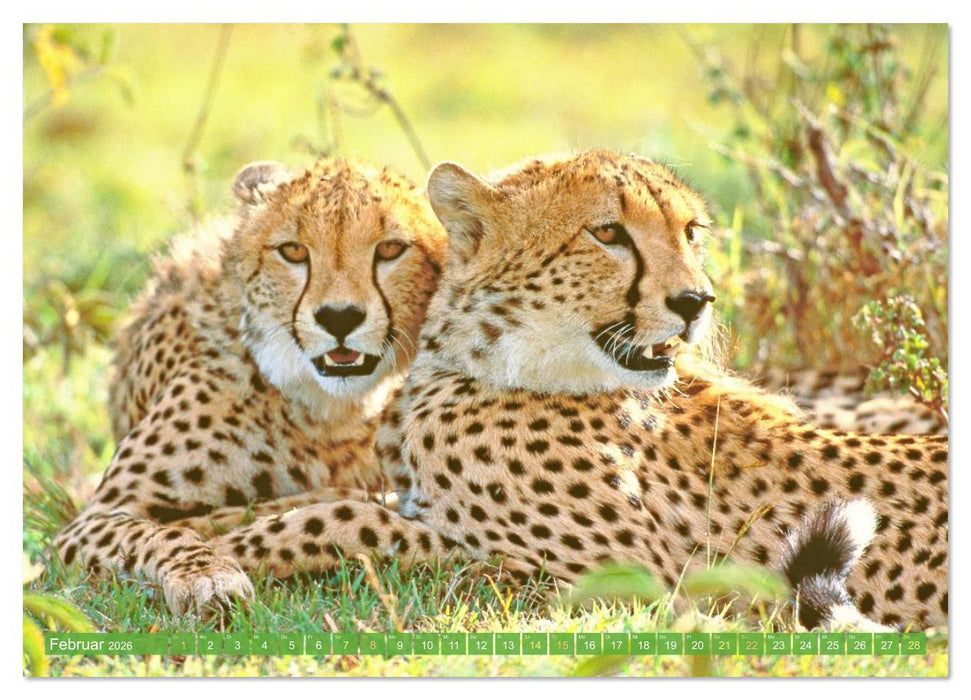 Raubkatzen: Geschmeidige Jäger (CALVENDO Premium Wandkalender 2026)
