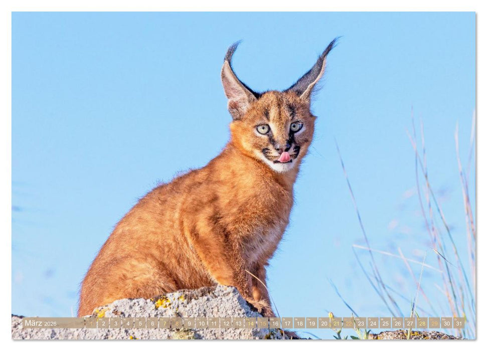 Raubkatzen: Geschmeidige Jäger (CALVENDO Premium Wandkalender 2026)