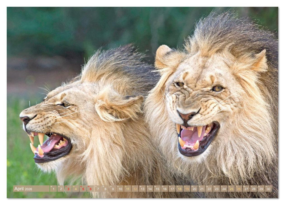 Raubkatzen: Geschmeidige Jäger (CALVENDO Premium Wandkalender 2026)