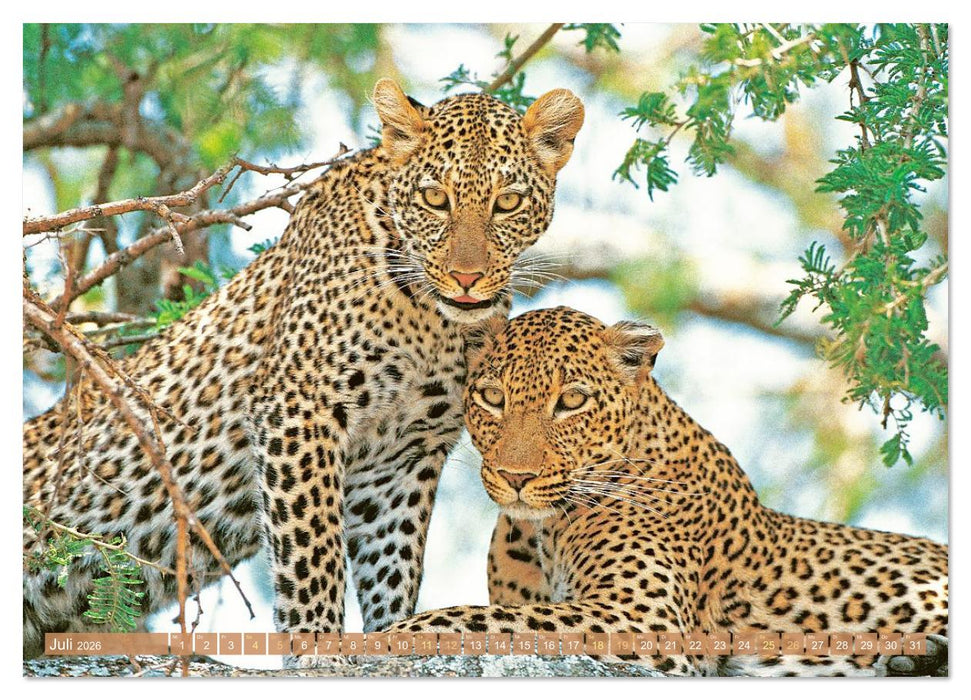 Raubkatzen: Geschmeidige Jäger (CALVENDO Premium Wandkalender 2026)