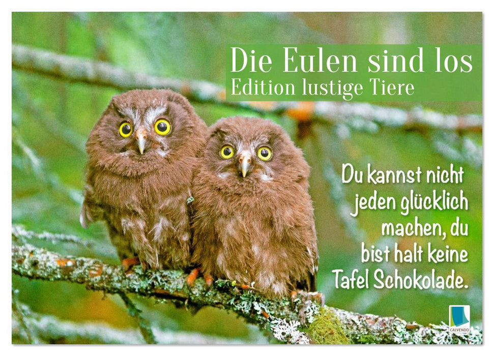 Die Eulen sind los: Edition lustige Tiere (CALVENDO Wandkalender 2026)