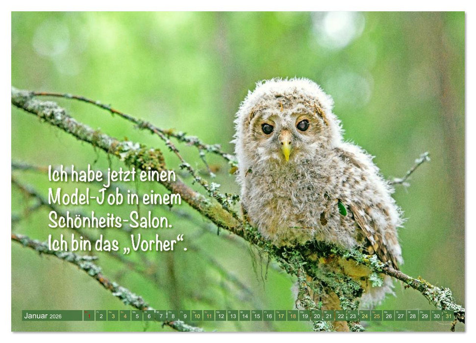 Die Eulen sind los: Edition lustige Tiere (CALVENDO Wandkalender 2026)