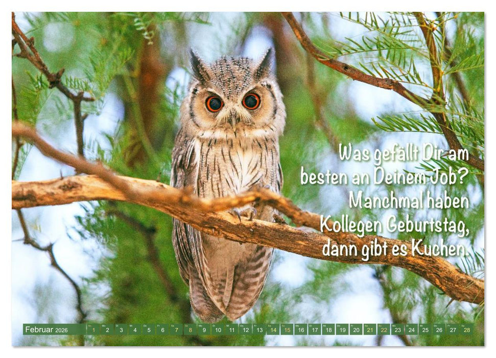 Die Eulen sind los: Edition lustige Tiere (CALVENDO Wandkalender 2026)