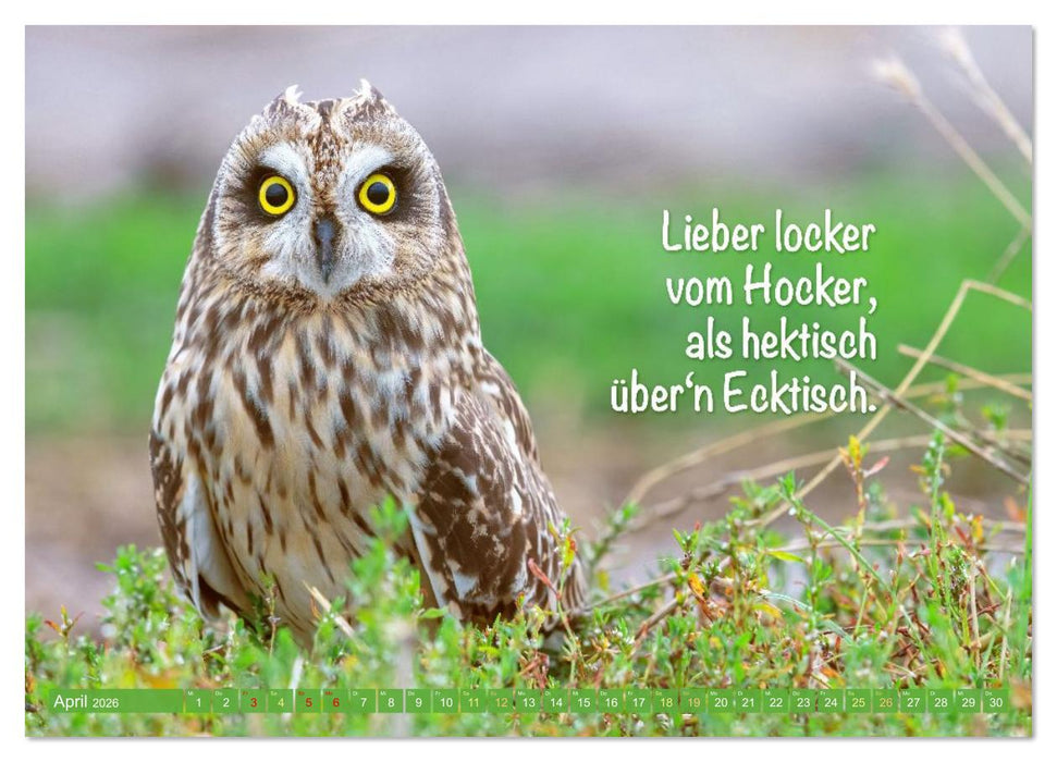 Die Eulen sind los: Edition lustige Tiere (CALVENDO Wandkalender 2026)