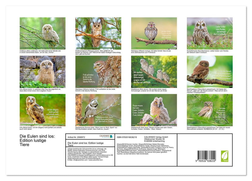Die Eulen sind los: Edition lustige Tiere (CALVENDO Premium Wandkalender 2026)