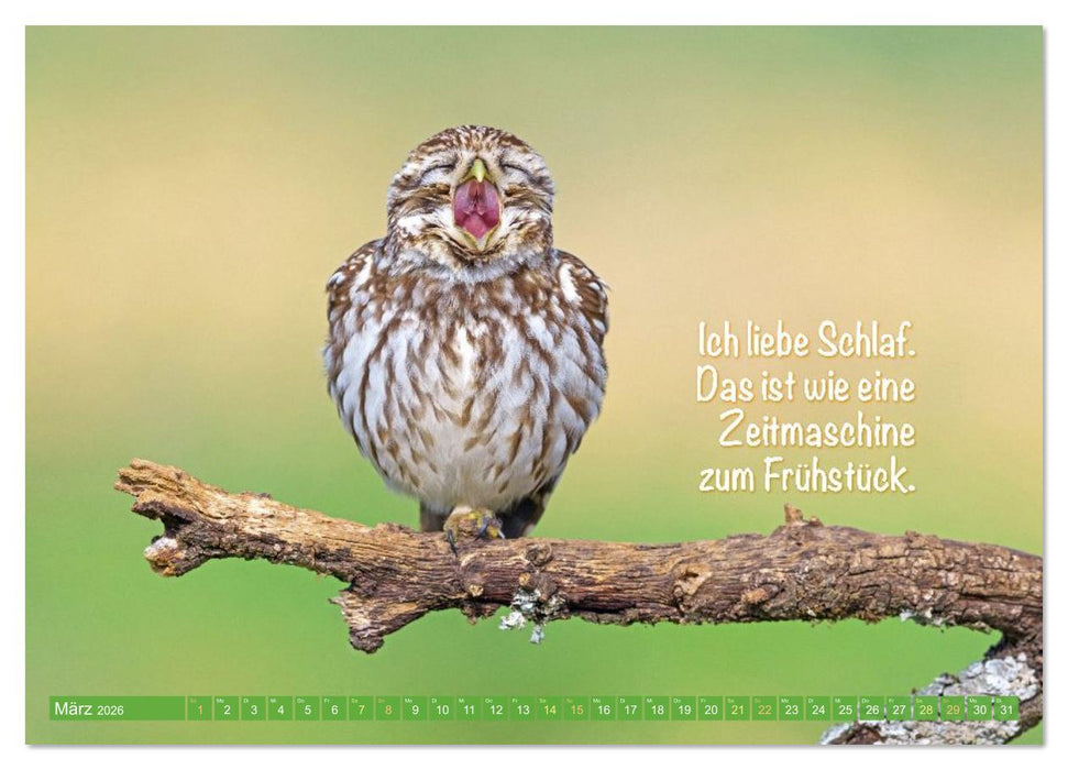 Die Eulen sind los: Edition lustige Tiere (CALVENDO Premium Wandkalender 2026)
