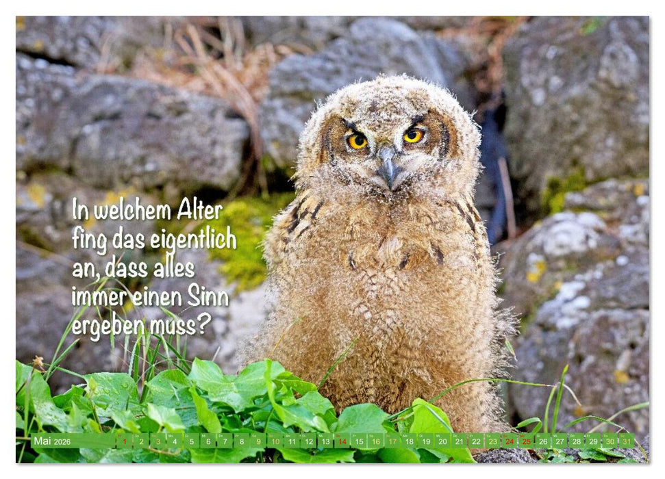 Die Eulen sind los: Edition lustige Tiere (CALVENDO Premium Wandkalender 2026)
