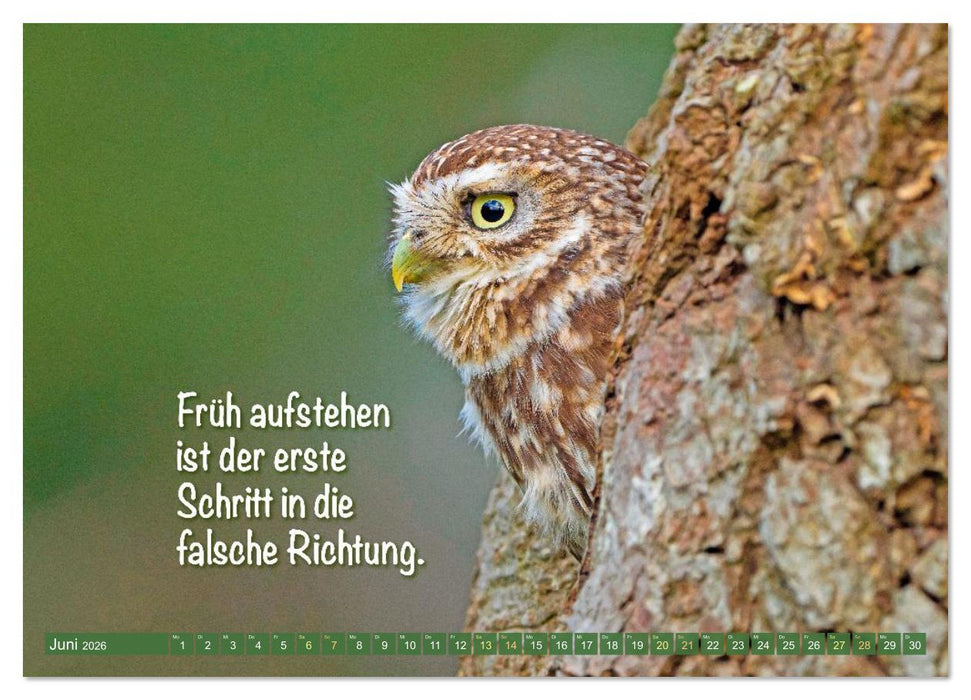 Die Eulen sind los: Edition lustige Tiere (CALVENDO Premium Wandkalender 2026)
