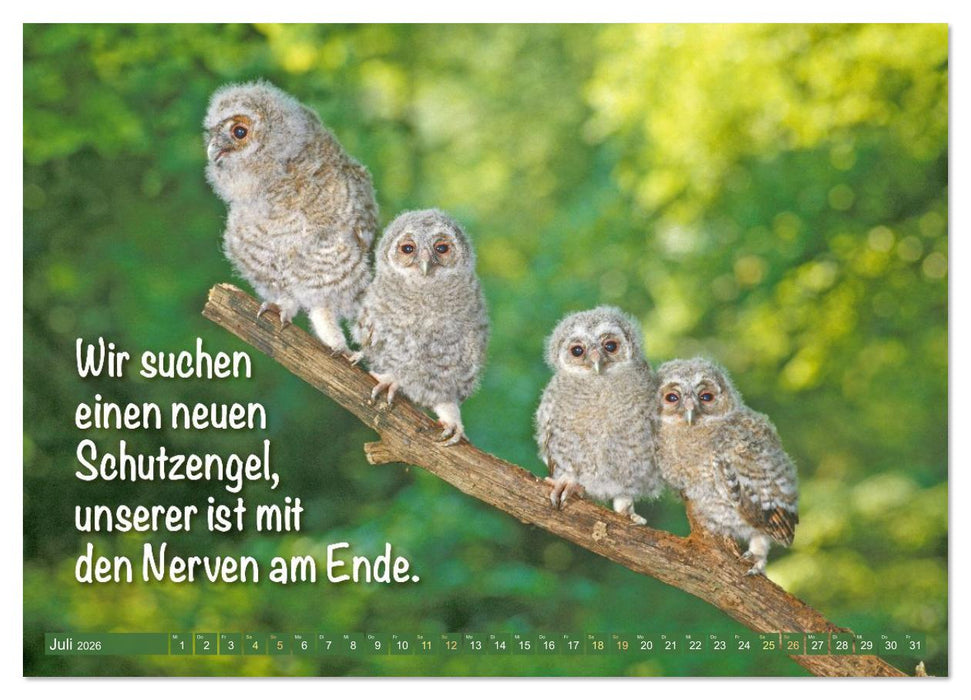 Die Eulen sind los: Edition lustige Tiere (CALVENDO Premium Wandkalender 2026)