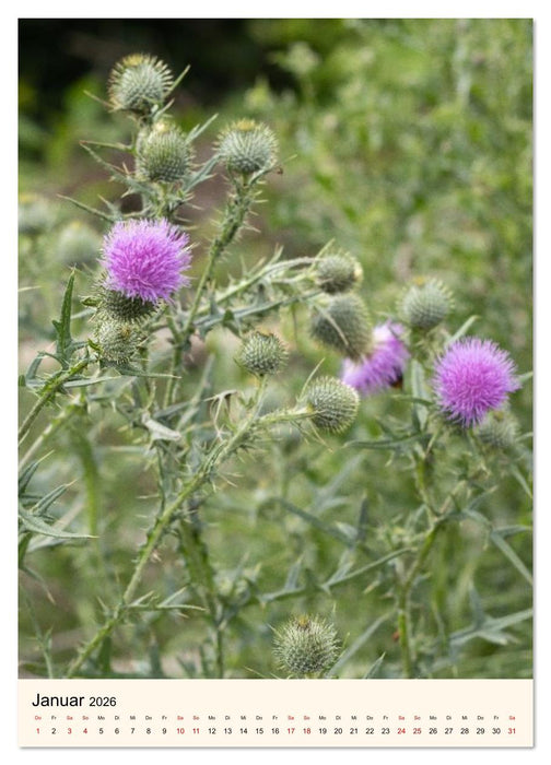 Wild und Würzig - Kräuterschätze aus der Heide (CALVENDO Wandkalender 2026)