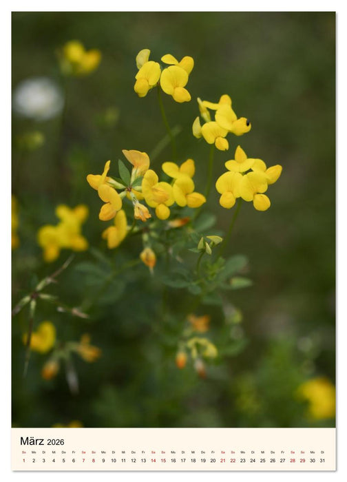 Wild und Würzig - Kräuterschätze aus der Heide (CALVENDO Wandkalender 2026)