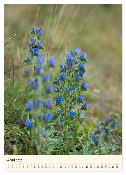 Wild und Würzig - Kräuterschätze aus der Heide (CALVENDO Wandkalender 2026)