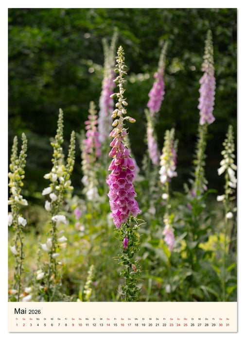 Wild und Würzig - Kräuterschätze aus der Heide (CALVENDO Wandkalender 2026)