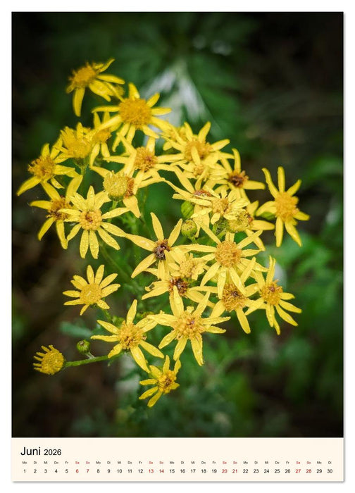 Wild und Würzig - Kräuterschätze aus der Heide (CALVENDO Wandkalender 2026)