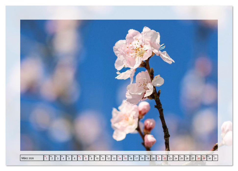 Jeden Monat in der Natur (CALVENDO Premium Wandkalender 2026)