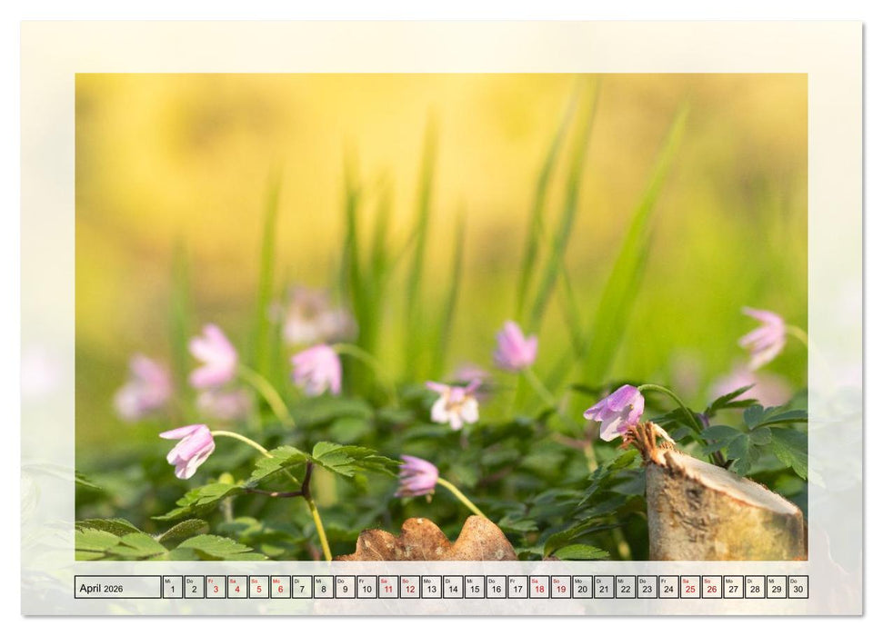 Jeden Monat in der Natur (CALVENDO Premium Wandkalender 2026)
