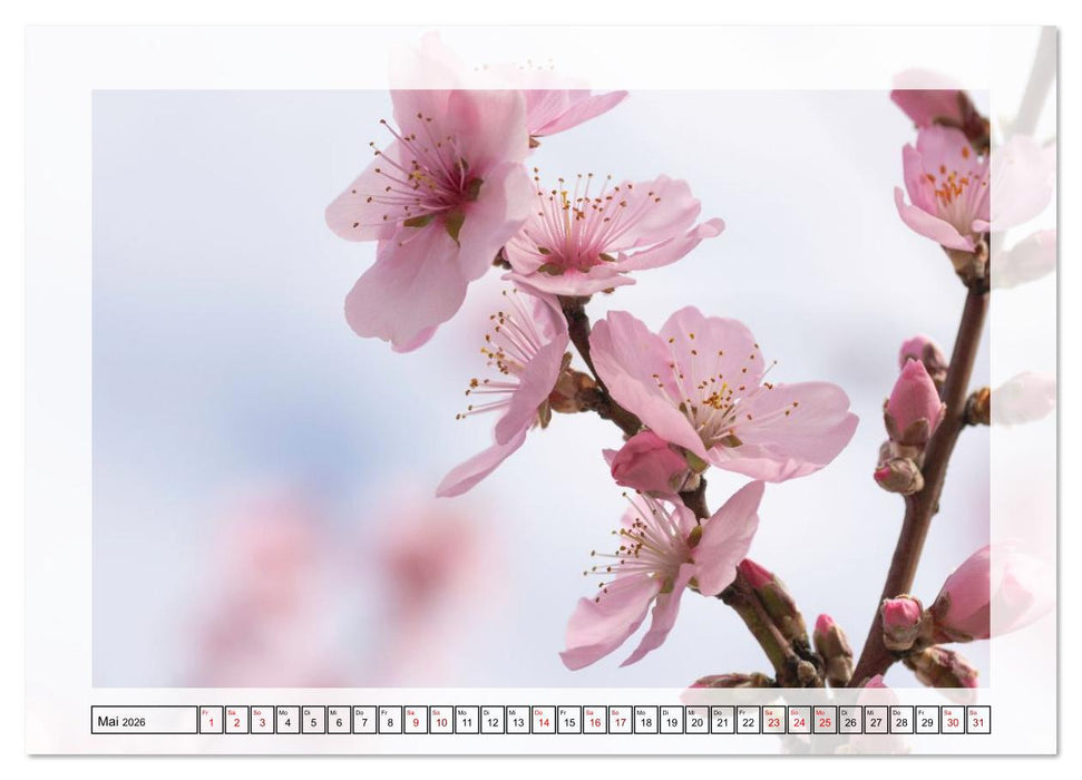 Jeden Monat in der Natur (CALVENDO Premium Wandkalender 2026)