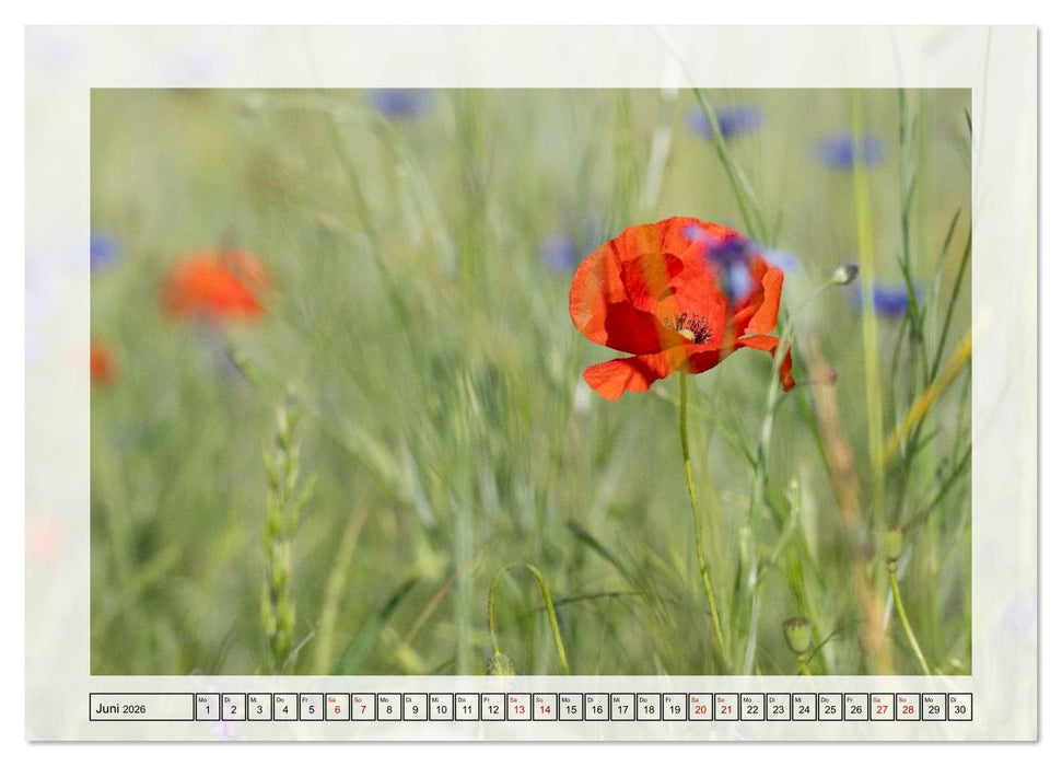 Jeden Monat in der Natur (CALVENDO Premium Wandkalender 2026)