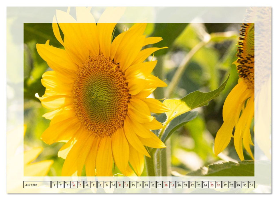 Jeden Monat in der Natur (CALVENDO Premium Wandkalender 2026)