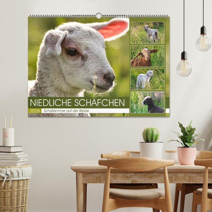 Niedliche Schäfchen (CALVENDO Wandkalender 2026)