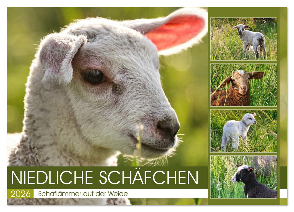 Niedliche Schäfchen (CALVENDO Wandkalender 2026)