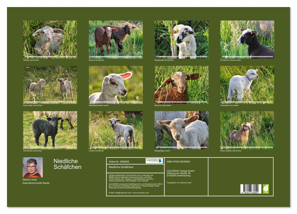 Niedliche Schäfchen (CALVENDO Wandkalender 2026)