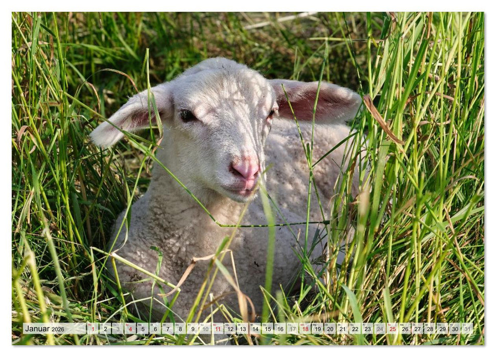 Niedliche Schäfchen (CALVENDO Wandkalender 2026)