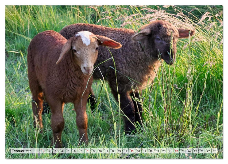 Niedliche Schäfchen (CALVENDO Wandkalender 2026)