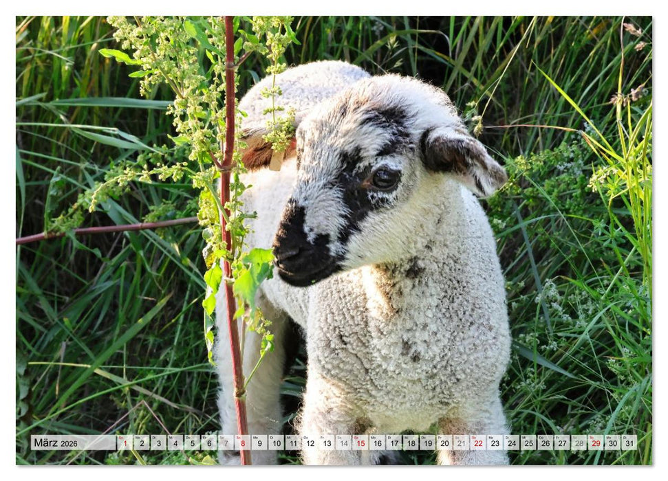 Niedliche Schäfchen (CALVENDO Wandkalender 2026)