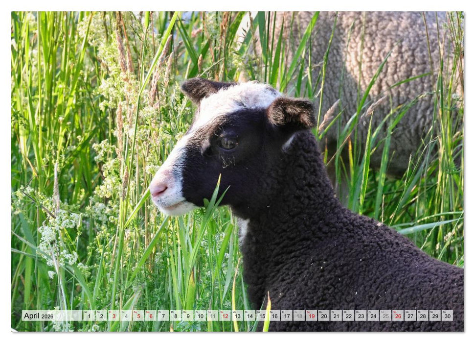 Niedliche Schäfchen (CALVENDO Wandkalender 2026)