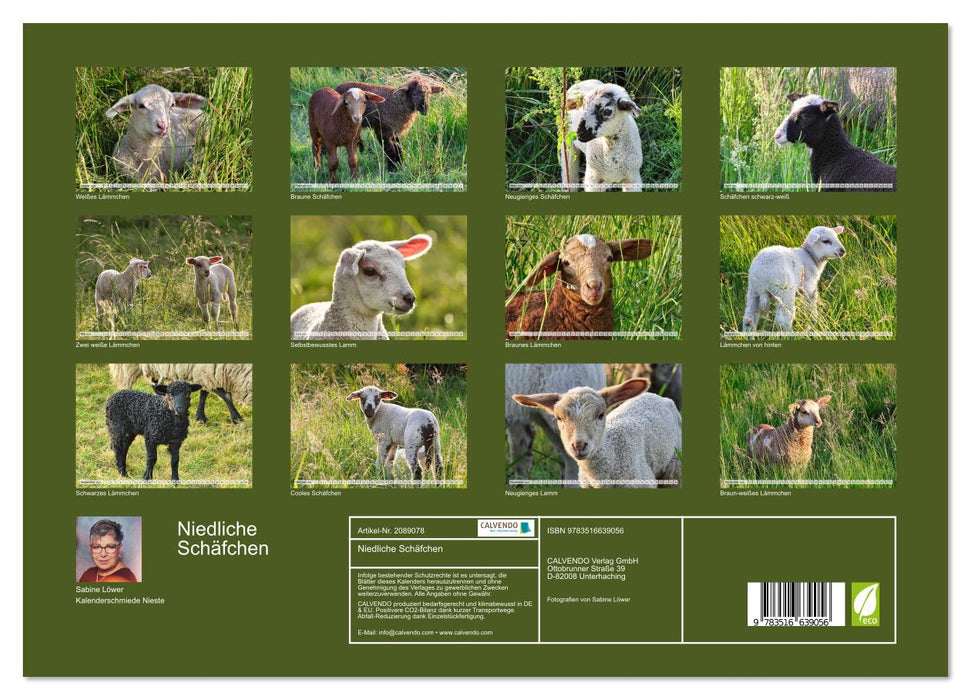 Niedliche Schäfchen (CALVENDO Premium Wandkalender 2026)