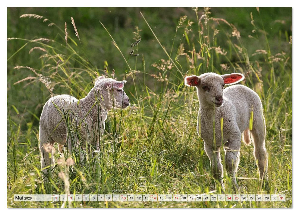 Niedliche Schäfchen (CALVENDO Premium Wandkalender 2026)