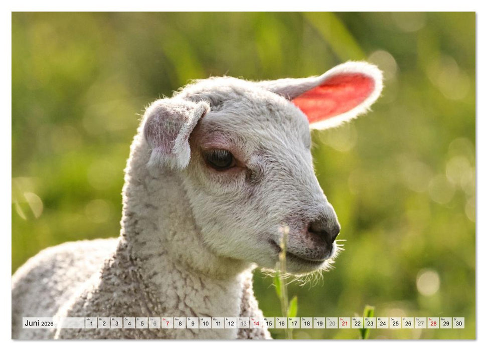Niedliche Schäfchen (CALVENDO Premium Wandkalender 2026)