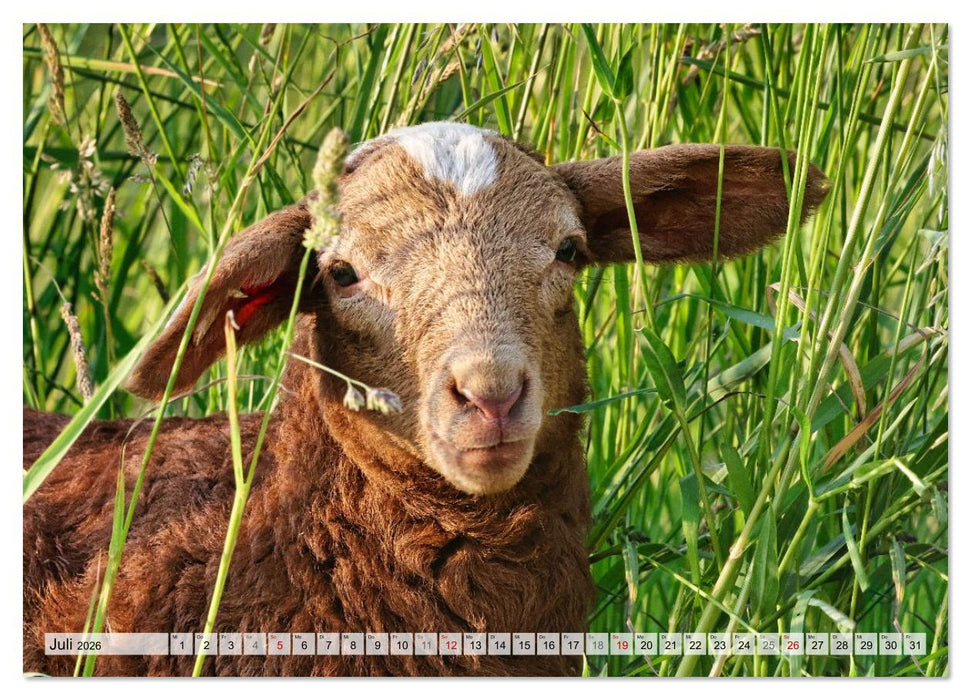 Niedliche Schäfchen (CALVENDO Premium Wandkalender 2026)